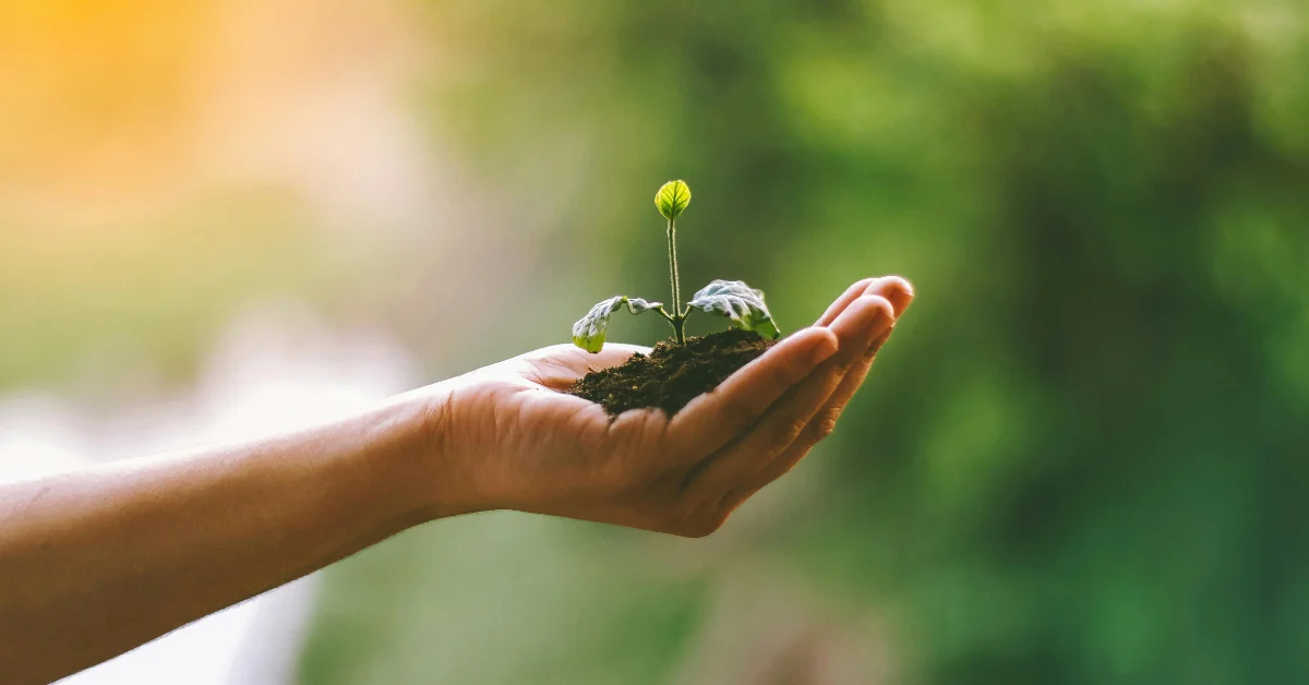 hand holding dirt with fresh plant sprouting